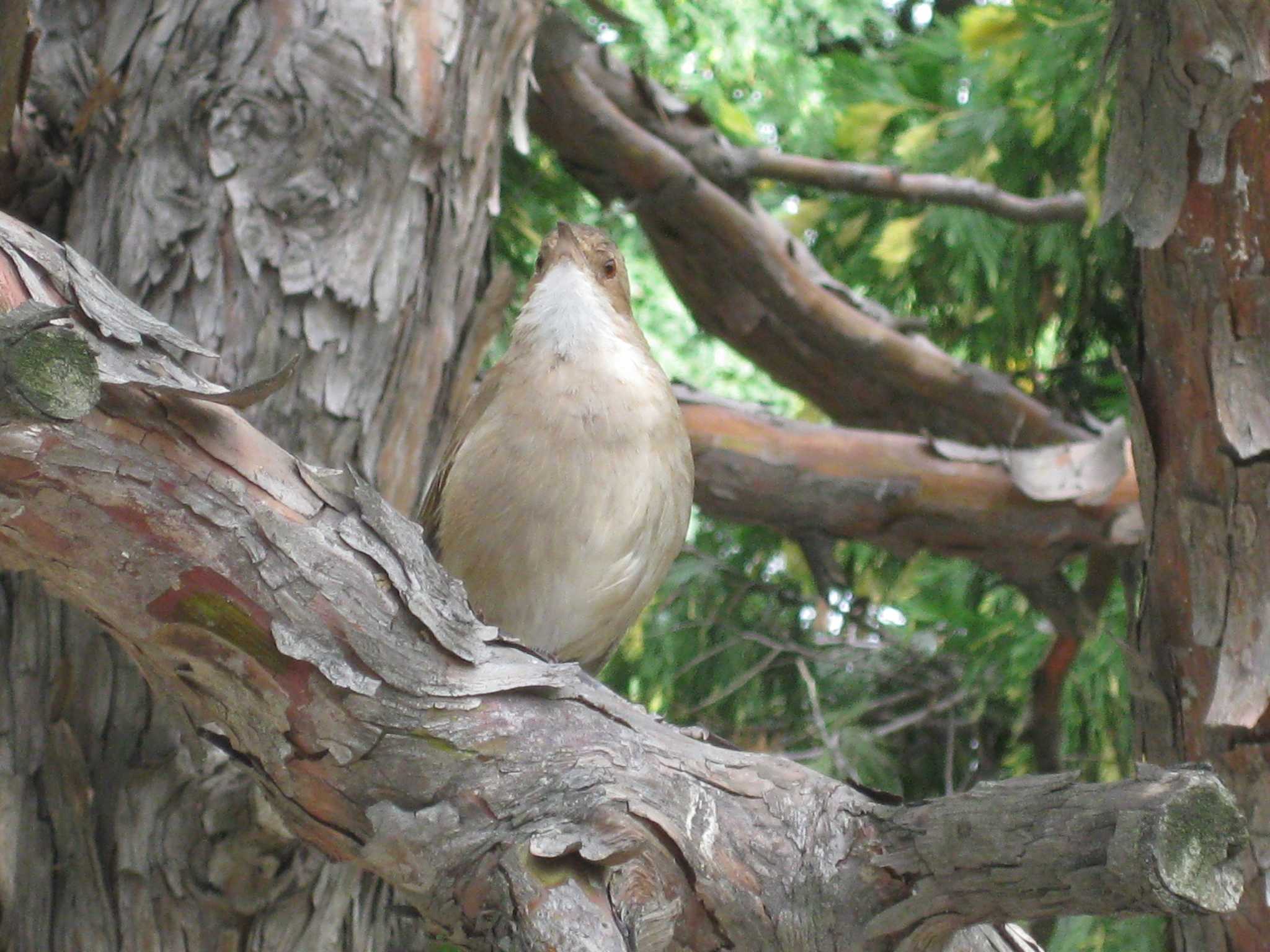 Photo of Rufous Hornero at Buenos Aires by Sweet Potato