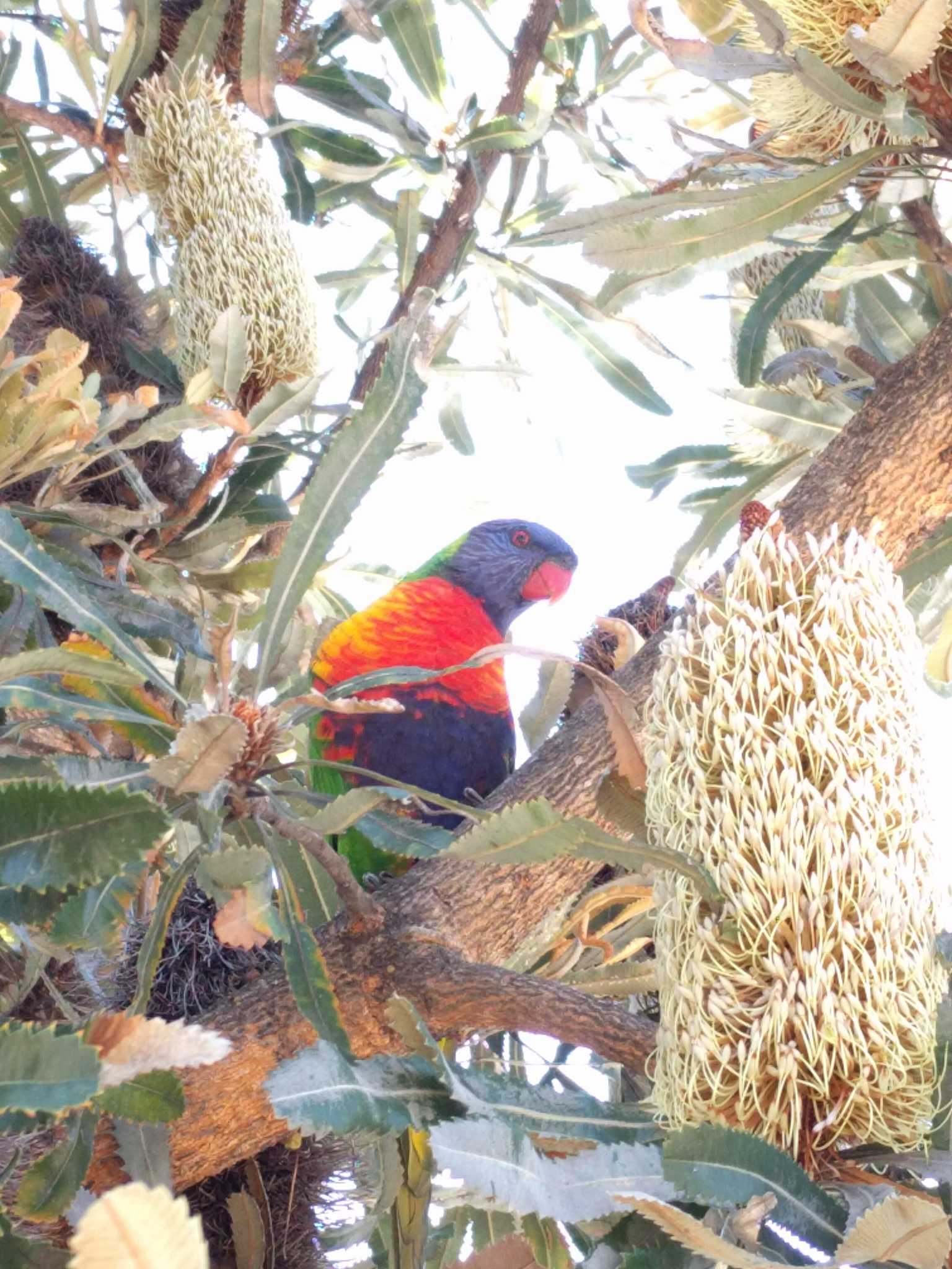 Coogee ゴシキセイガイインコの写真 by Sweet Potato