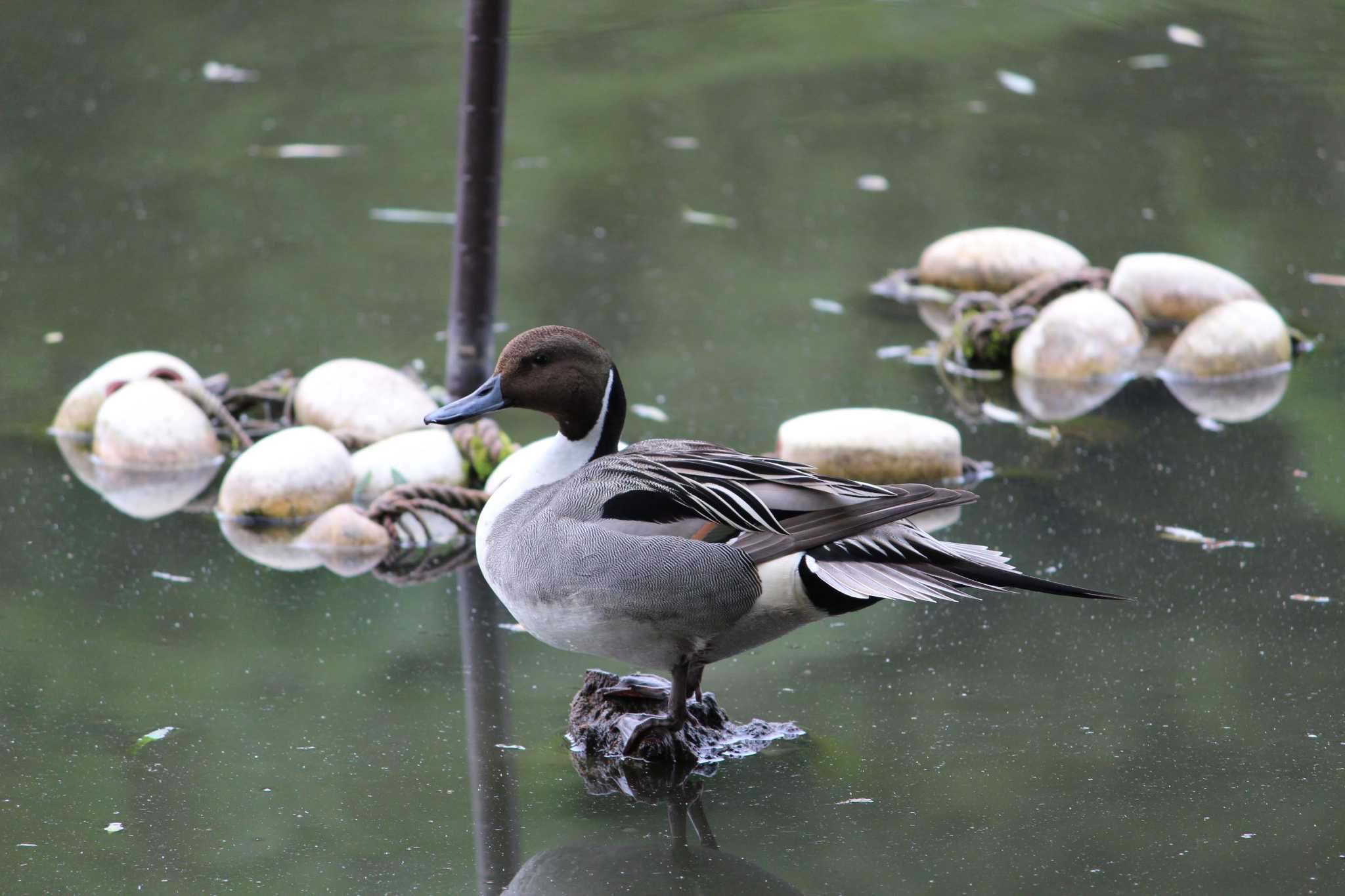 Photo of Northern Pintail at Shakujii Park by Sweet Potato