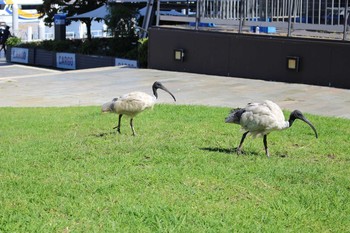 Australian White Ibis Sydney Thu, 12/27/2018