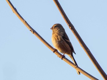 2020年12月27日(日) 芝川第一調節池(芝川貯水池)の野鳥観察記録