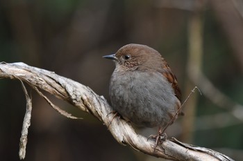 Japanese Accentor Unknown Spots Sun, 12/20/2020