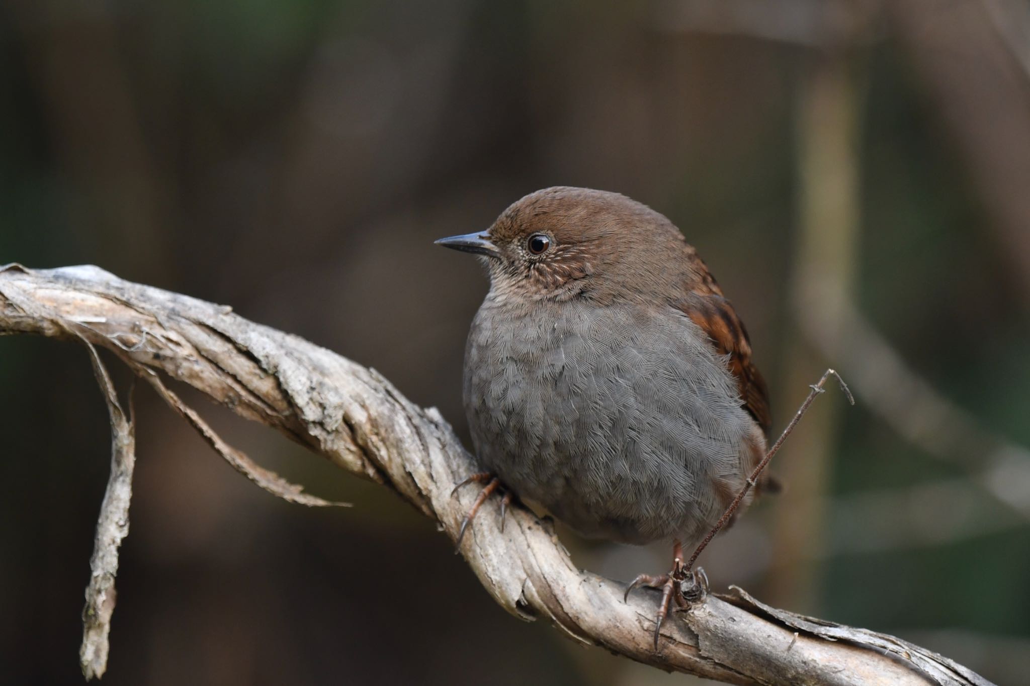 Photo of Japanese Accentor at  by ヨウコ