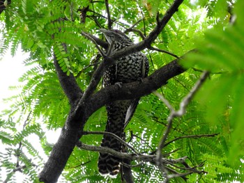 Asian Koel Chatuchak Park Fri, 11/4/2016