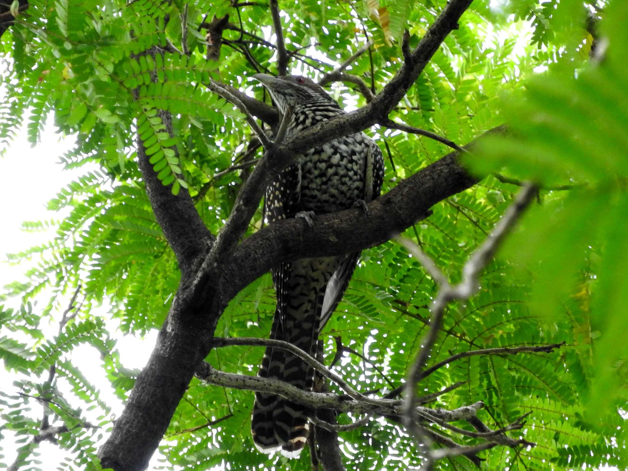 Chatuchak Park オニカッコウの写真