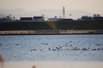 ユリカモメ 和歌山県 2020年12月28日(月)