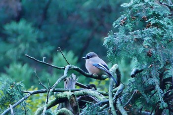 Eurasian Jay 鳩ノ巣渓谷 Wed, 11/16/2016