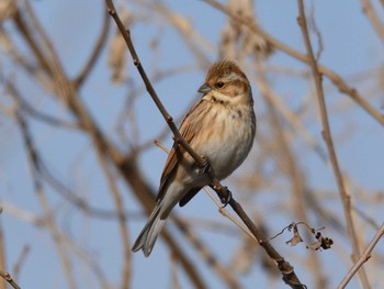 2020年12月27日(日) 渡良瀬遊水地の野鳥観察記録