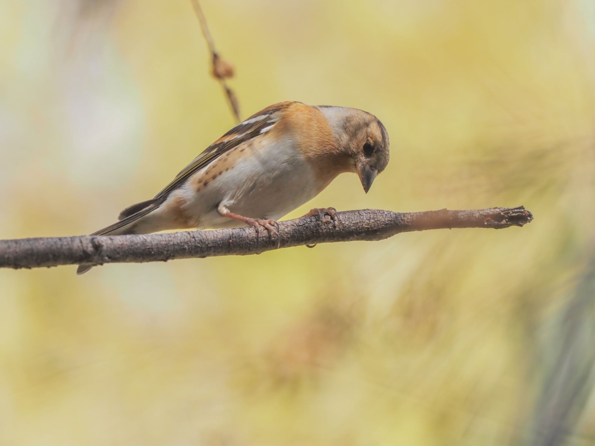 野鳥の名前覚えられないー?