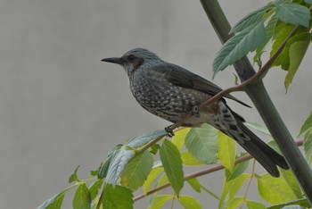 2020年12月28日(月) 東京都北区の野鳥観察記録