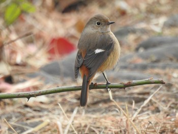 ジョウビタキ 芝川 2020年12月27日(日)