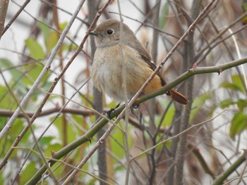 ジョウビタキ 芝川 2020年12月27日(日)