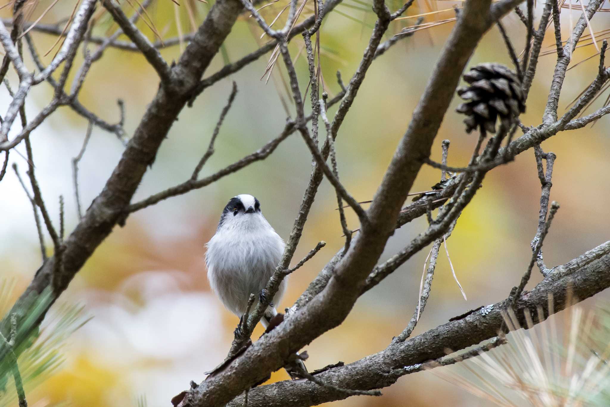 Photo of Long-tailed Tit at 富士山麓 by エナガ好き