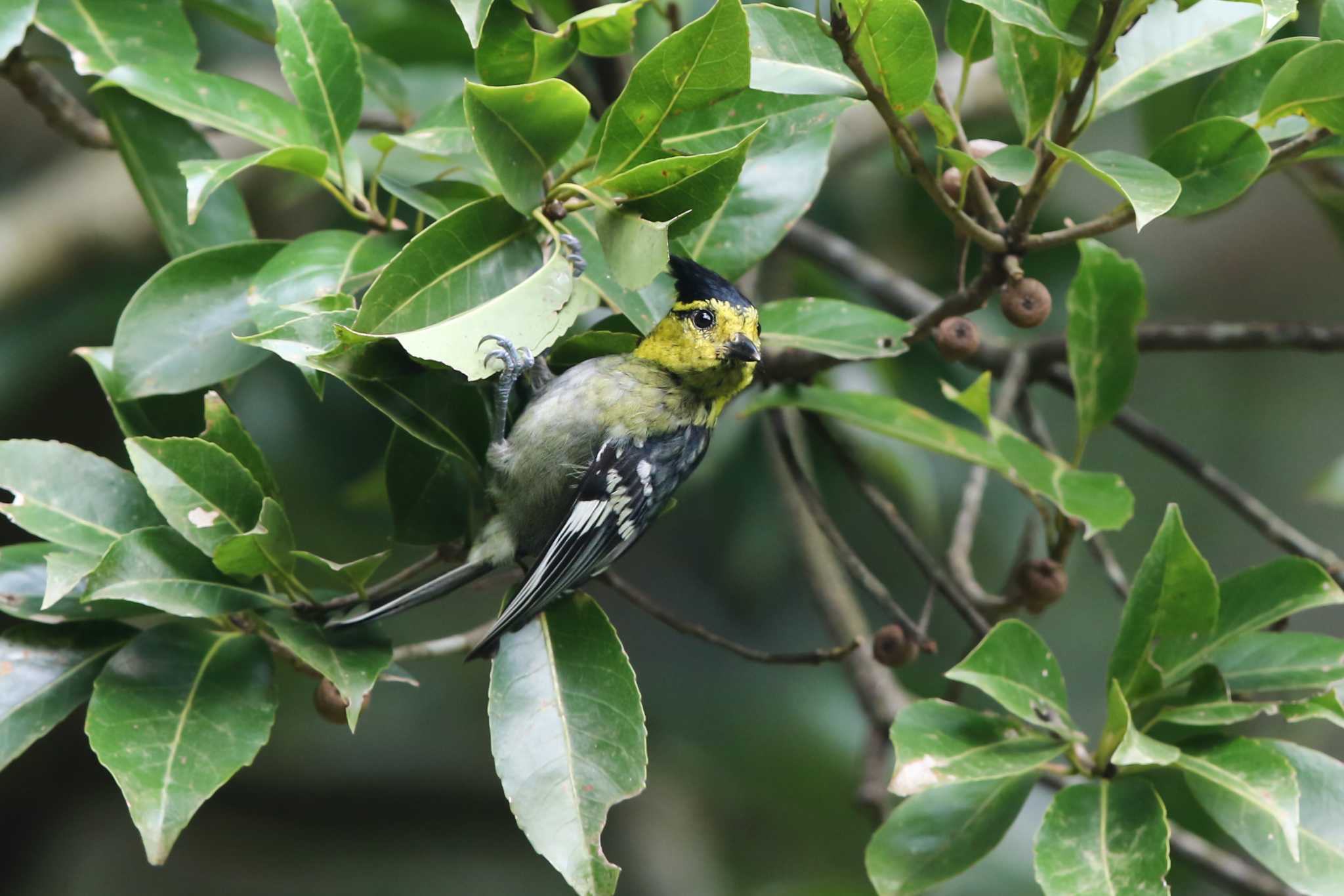 Photo of Yellow-cheeked Tit at タイポカウ by Trio