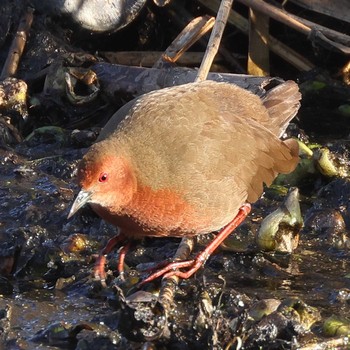 Ruddy-breasted Crake 草津市 Sun, 12/27/2020