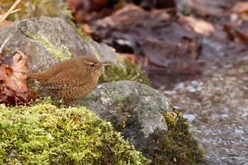 Eurasian Wren 栃木県 Mon, 12/28/2020