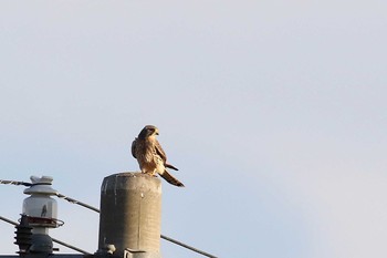 Common Kestrel 三重県伊賀市 Wed, 11/16/2016