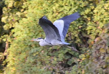 Grey Heron 檜前神社付近 Wed, 11/16/2016