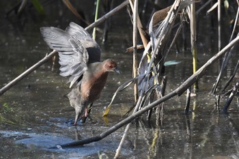 2020年12月27日(日) 葛西臨海公園の野鳥観察記録