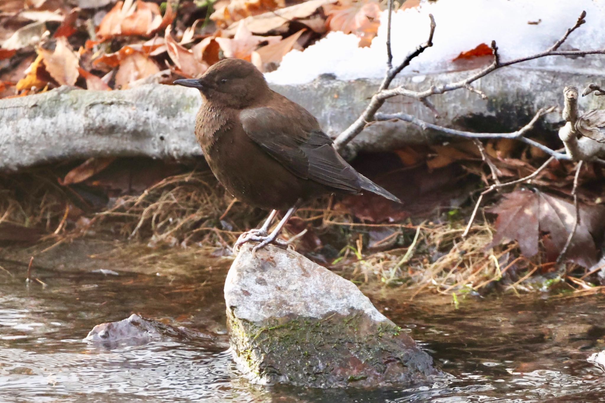 栃木県 カワガラスの写真