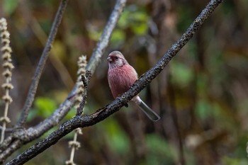 Siberian Long-tailed Rosefinch Hayatogawa Forest Road Thu, 11/17/2016