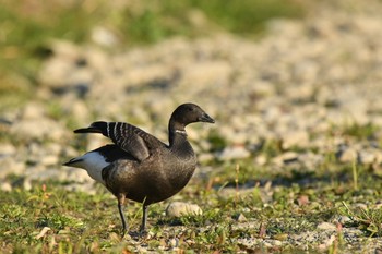 Brant Goose Unknown Spots Sat, 12/26/2020