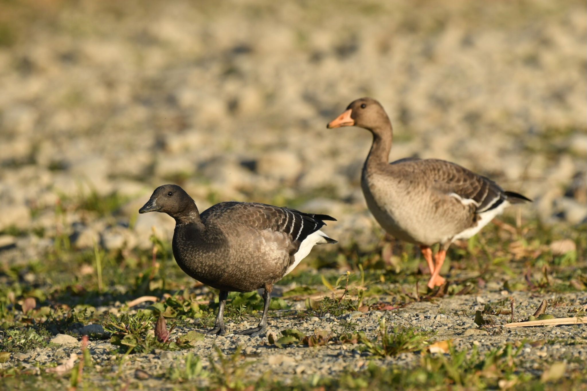 Photo of Brant Goose at  by ヨウコ