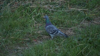 カワラバト 芝川 2020年12月28日(月)