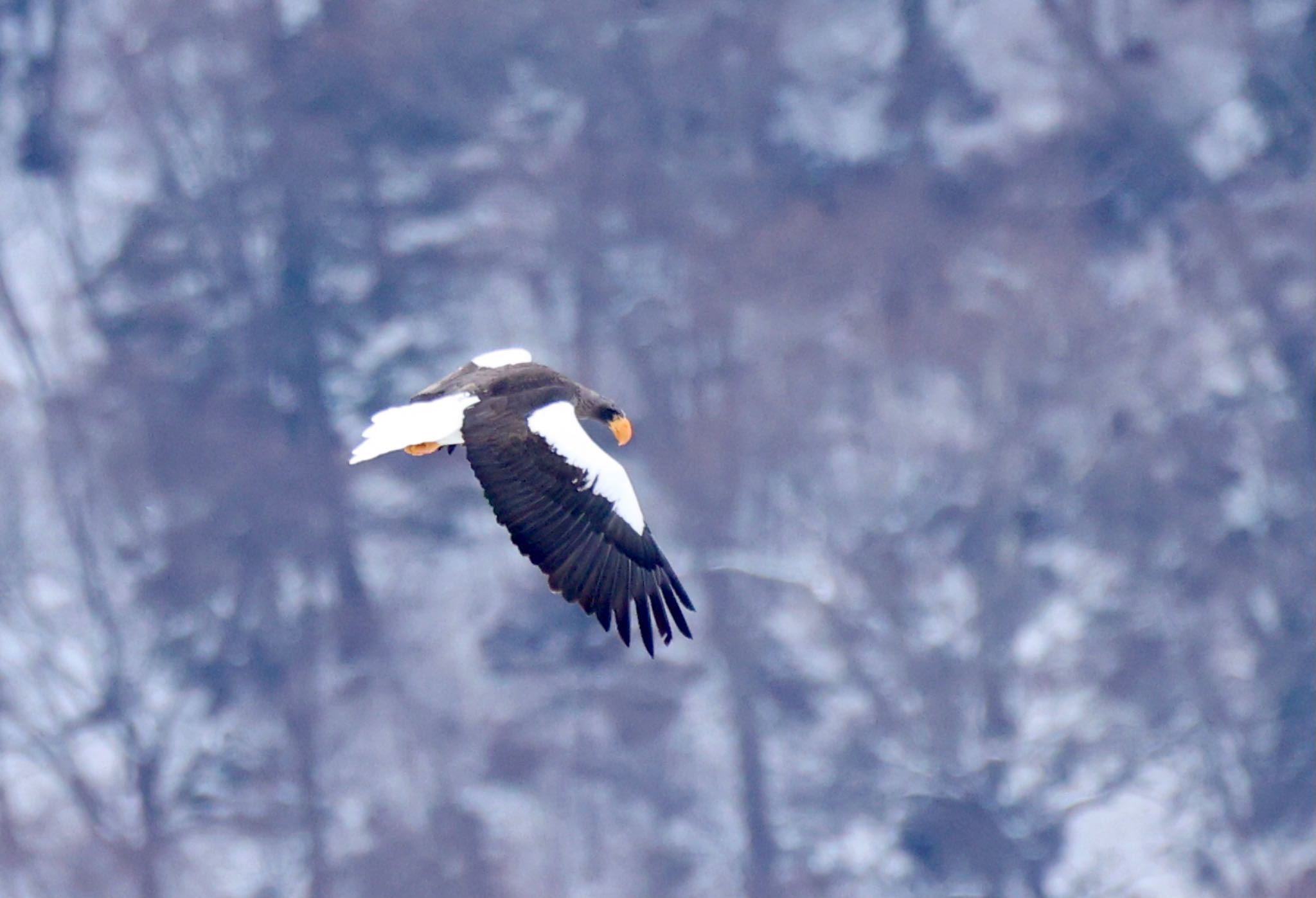 Photo of Steller's Sea Eagle at 栃木県 by なおんなおん