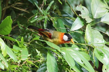 Silver-eared Mesia