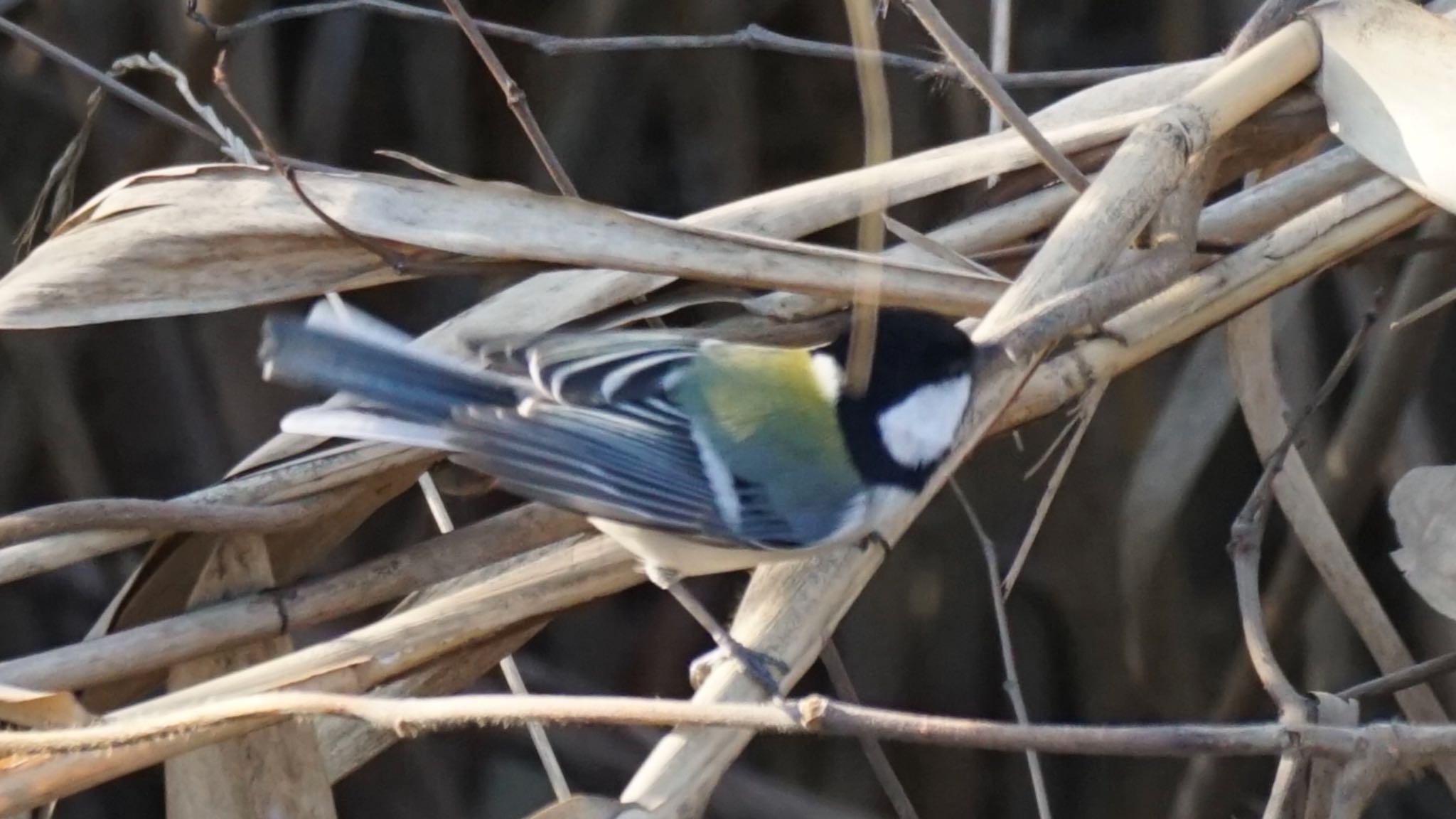 シジュウカラ