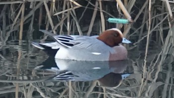 2020年12月28日(月) 芝川の野鳥観察記録