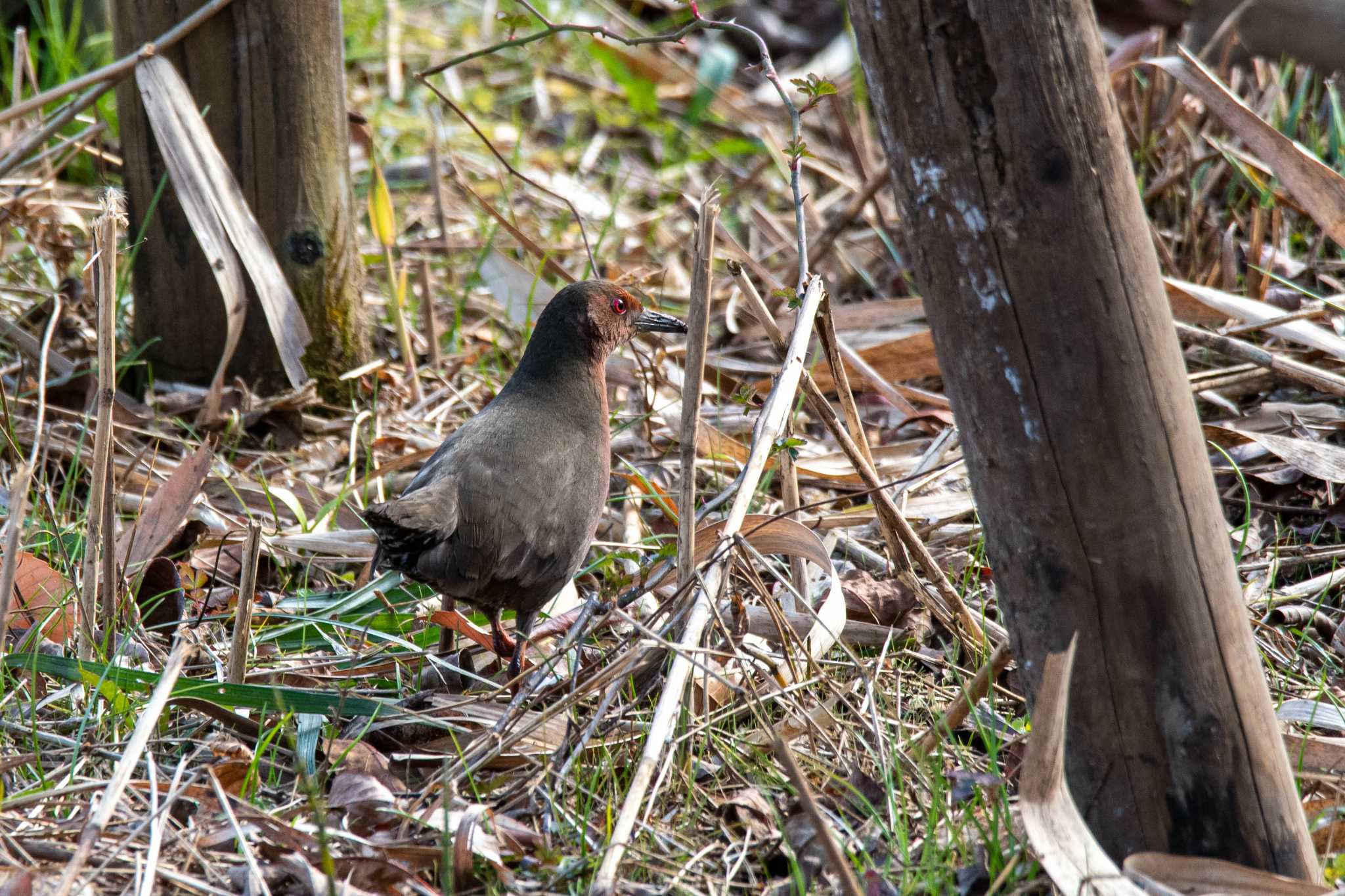 舞岡公園 ヒクイナの写真 by Tosh@Bird