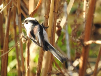 2020年12月28日(月) 恩田川(高瀬橋付近)の野鳥観察記録