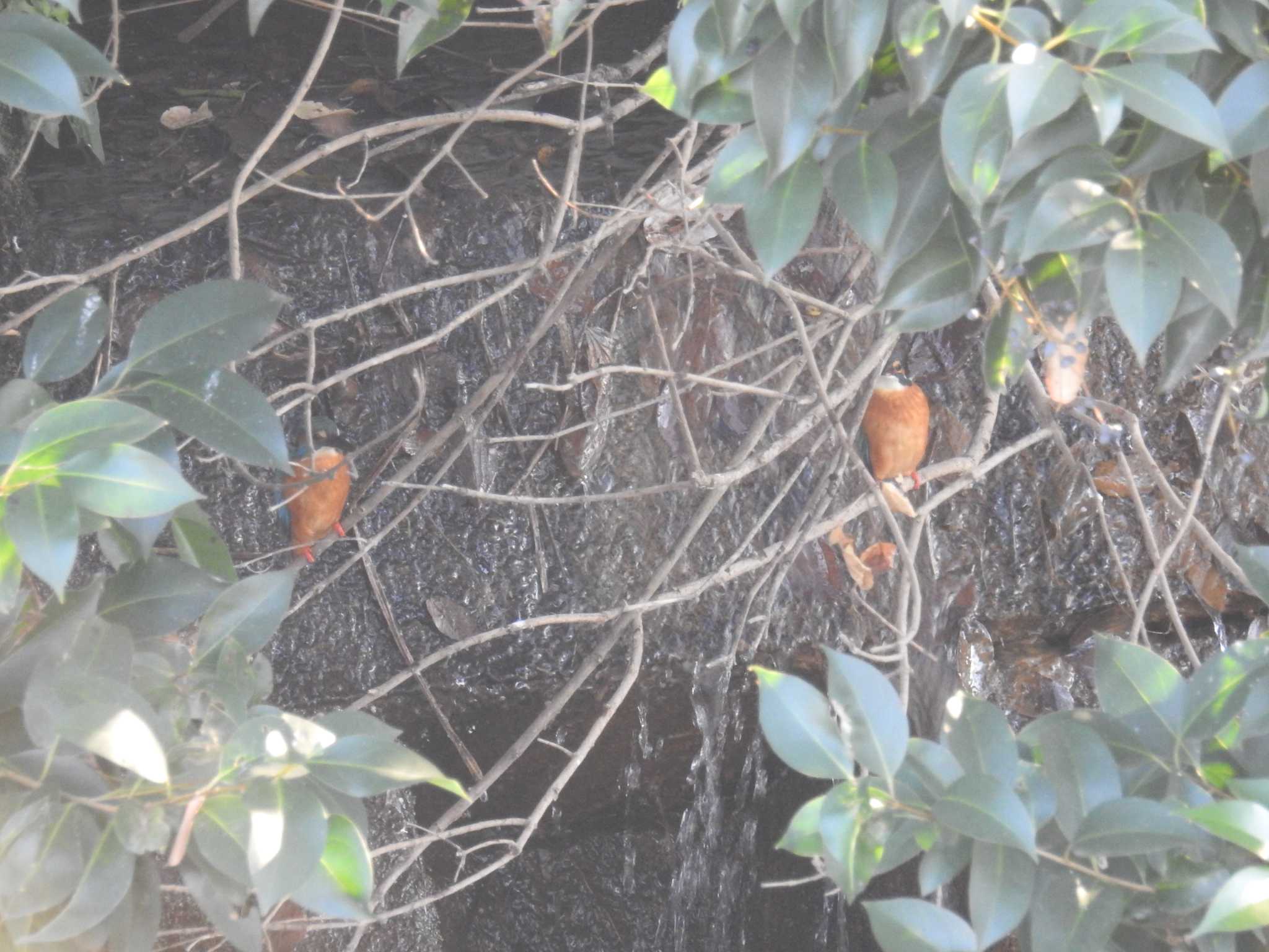 恩田川(高瀬橋付近) カワセミの写真