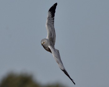 Hen Harrier Watarase Yusuichi (Wetland) Sun, 1/24/2016