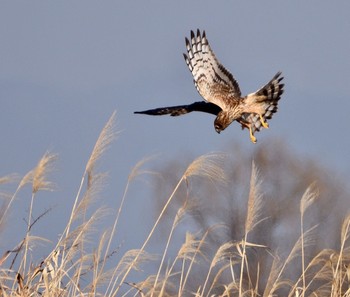 Hen Harrier Watarase Yusuichi (Wetland) Tue, 1/5/2016