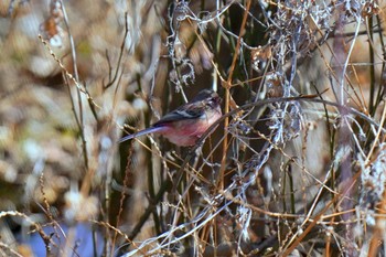 Siberian Long-tailed Rosefinch 佐久市 Sat, 12/26/2020