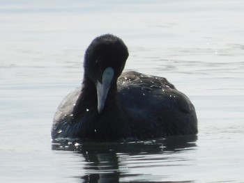 Eurasian Coot Sambanze Tideland Sun, 12/13/2020