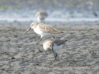 Red-necked Stint Sambanze Tideland Sun, 12/13/2020