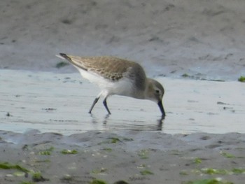 Dunlin Sambanze Tideland Sun, 12/13/2020