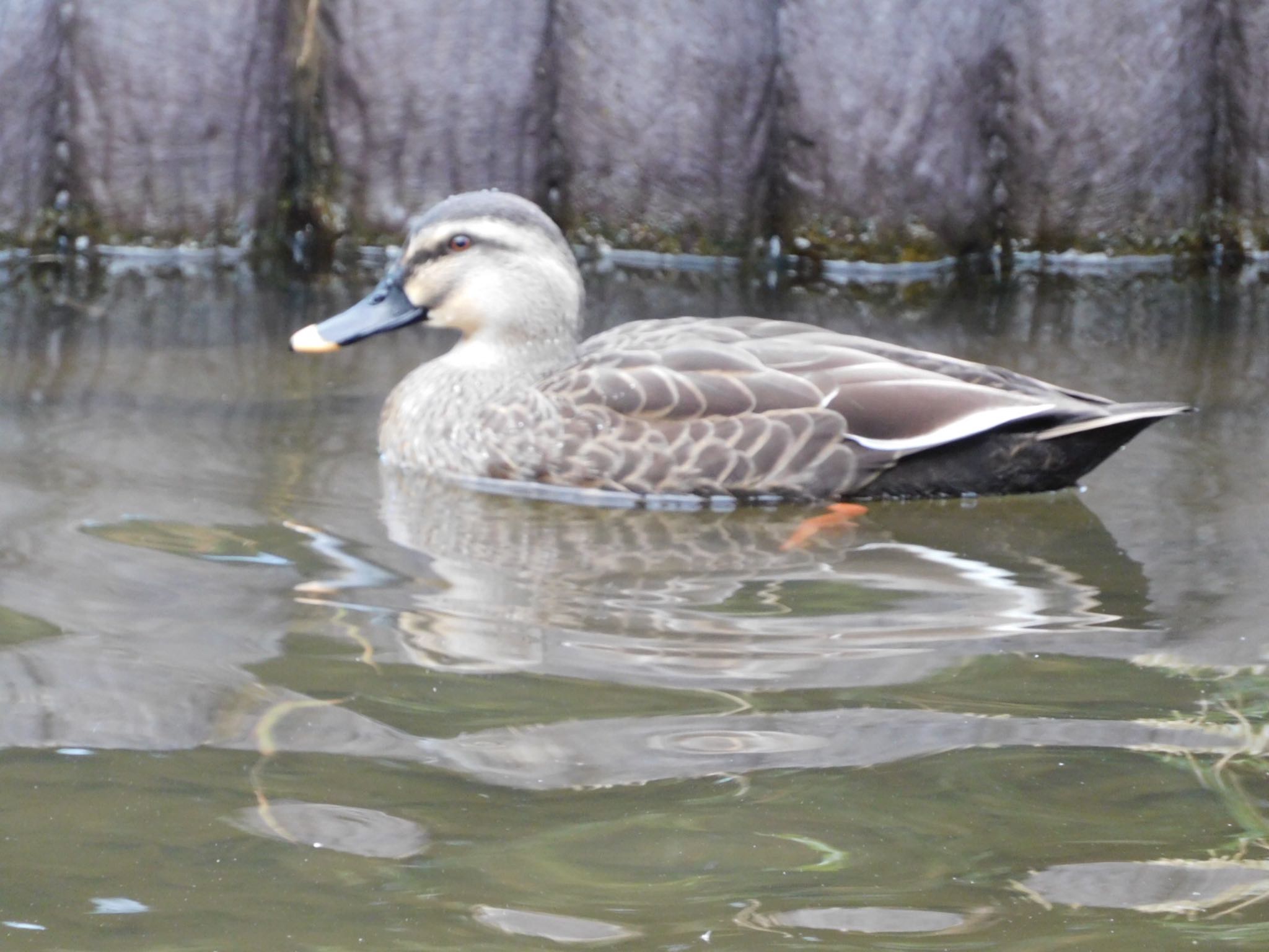 習志野市香澄公園 カルガモの写真