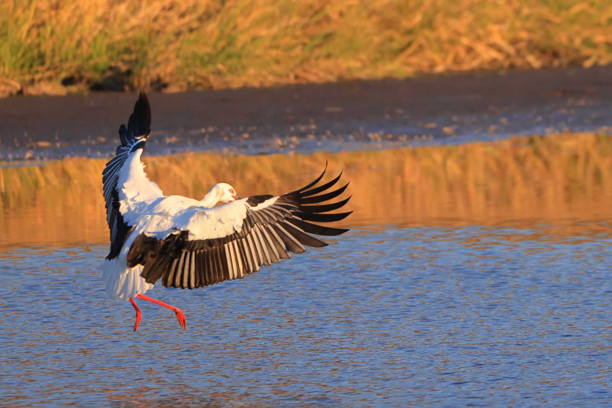Photo of Oriental Stork at ガバ沼 by ホッシー