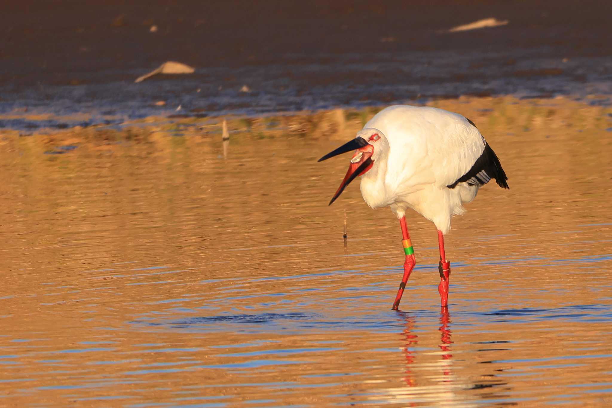 Photo of Oriental Stork at ガバ沼 by ホッシー