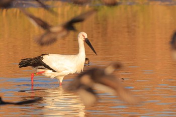 Oriental Stork ガバ沼 Tue, 11/10/2020