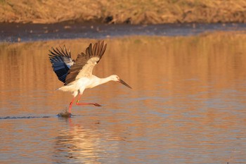 コウノトリ ガバ沼 2020年11月10日(火)