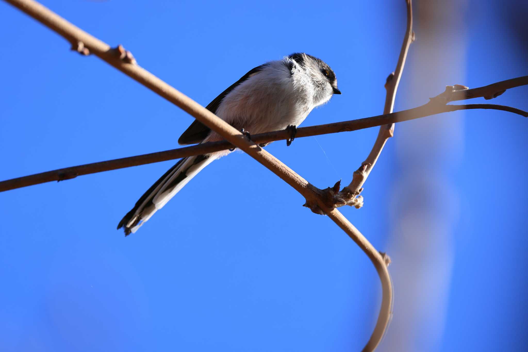 Photo of Long-tailed Tit at 多々良沼 by ホッシー