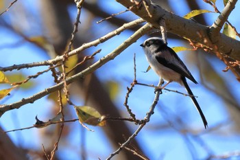 Long-tailed Tit 多々良沼 Tue, 12/8/2020