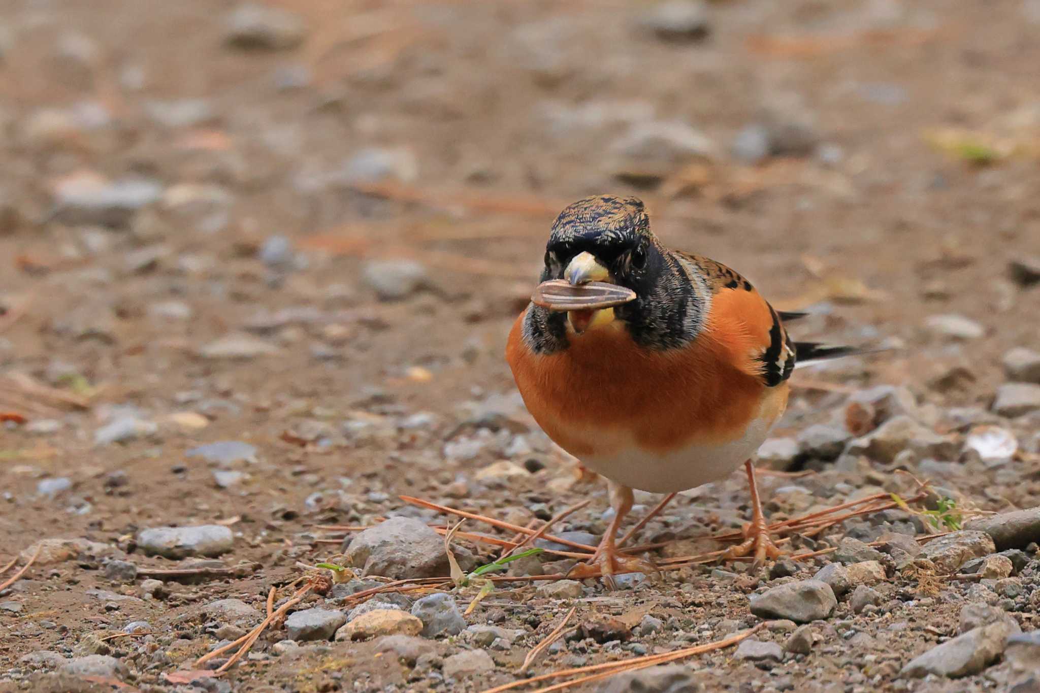 Photo of Brambling at 西湖野鳥の森公園 by ホッシー