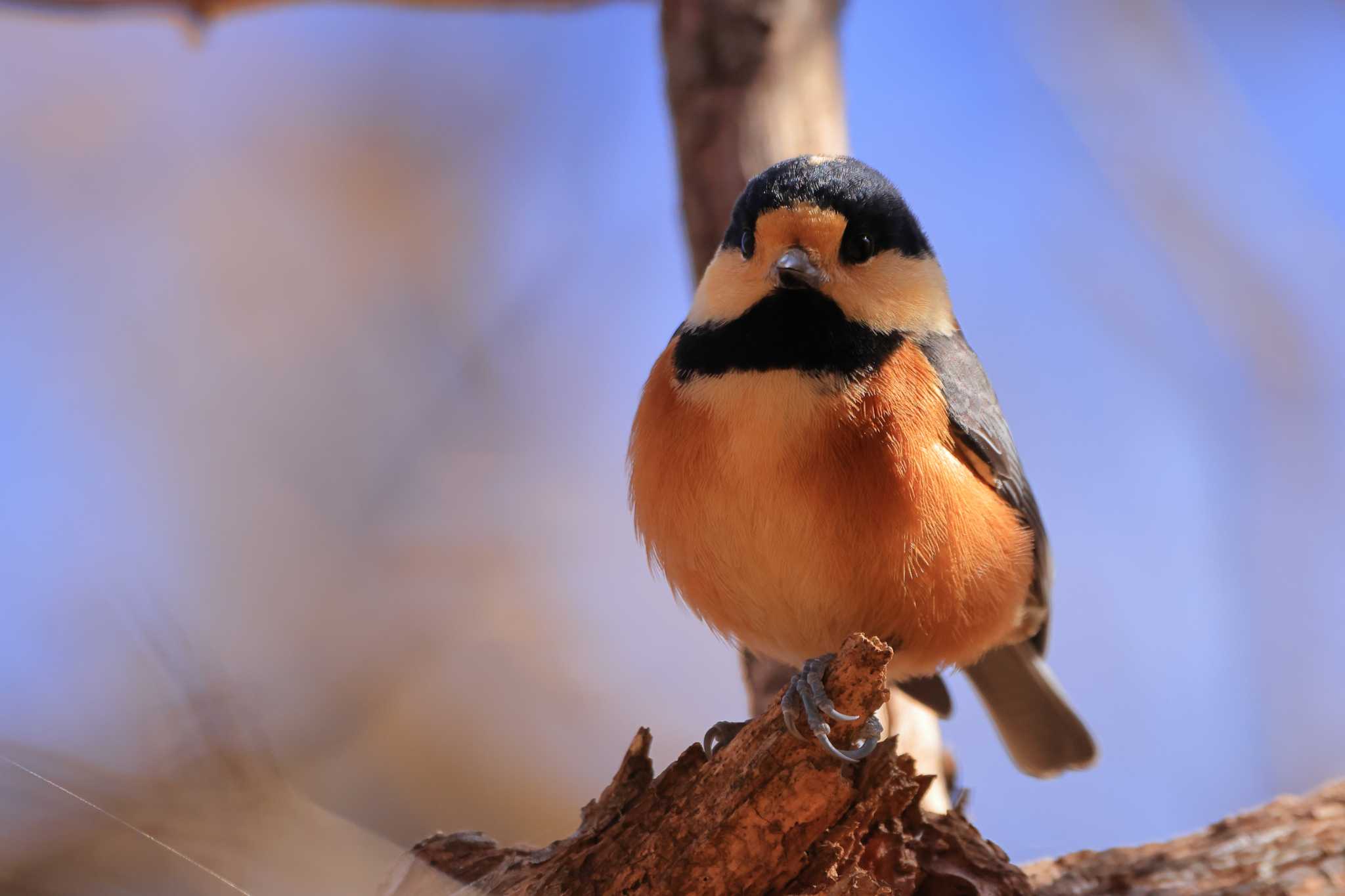 Photo of Varied Tit at 伊香保森林公園 by ホッシー